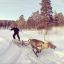 олень, гонки, зима, снег