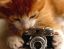 кошка, фотоаппарат