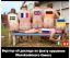 политота