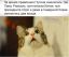 путин, перемены, политота