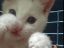 котенок, бокс, gif, гиф